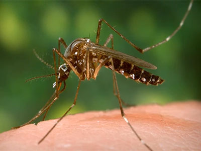 Zika Virus 101 - Spanish