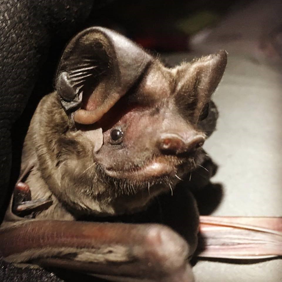 Florida Bonneted Bat